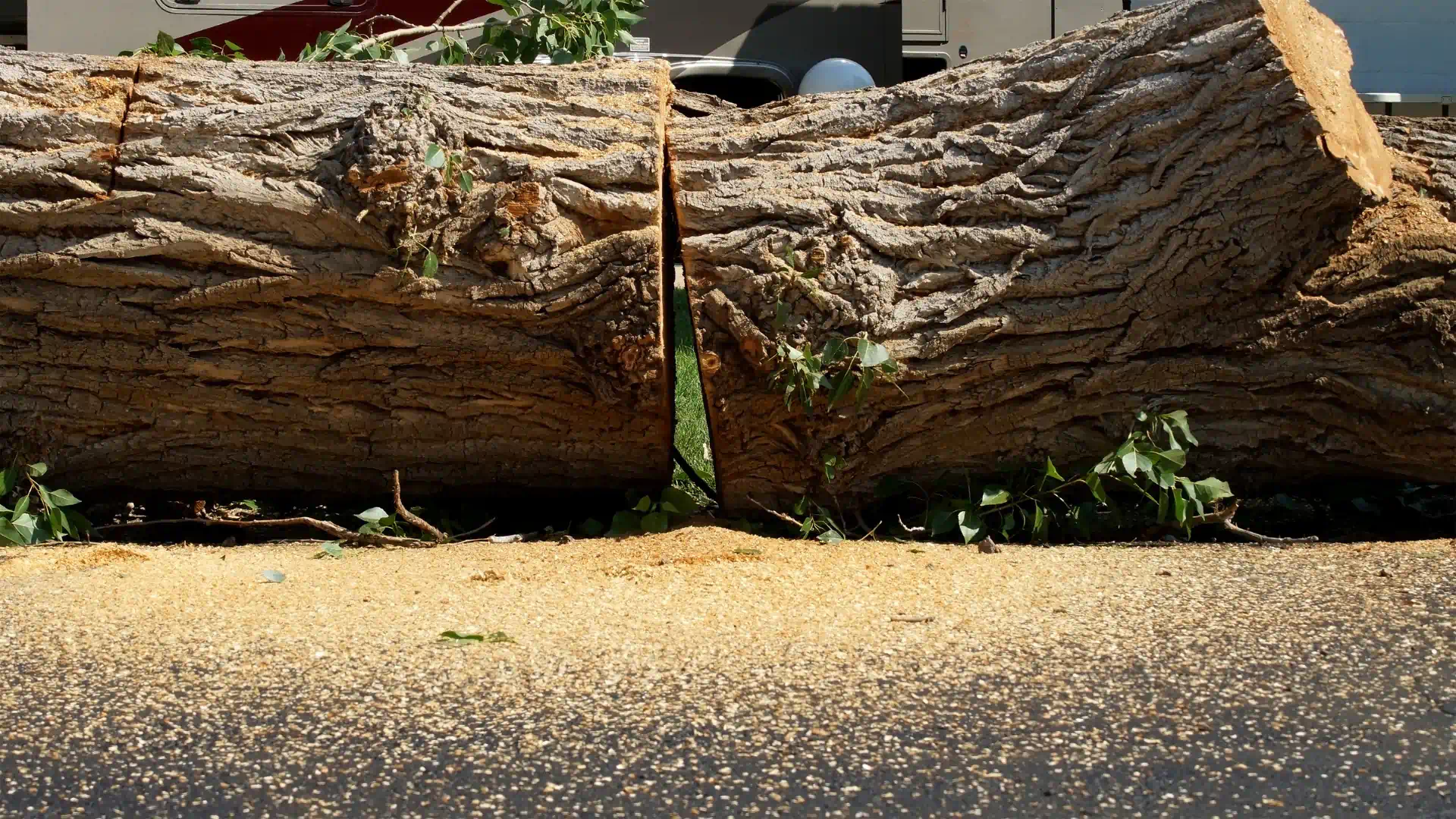 a recently cut tree from emergency tree service